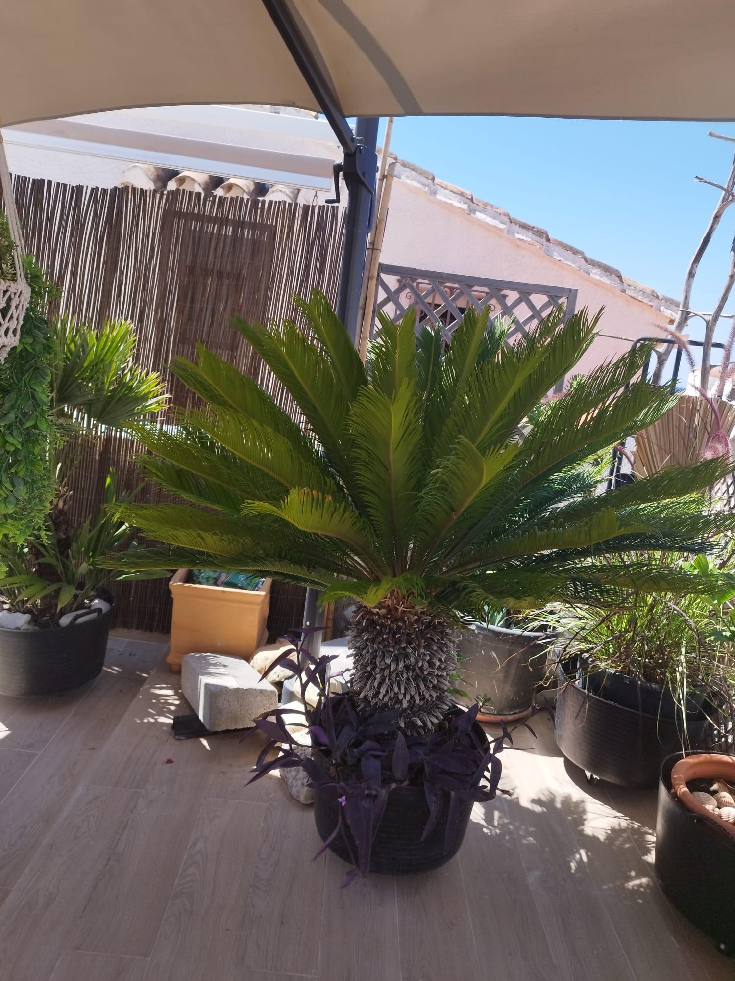  kaufen Haus Estepona Costa Del Sol Occidental 10