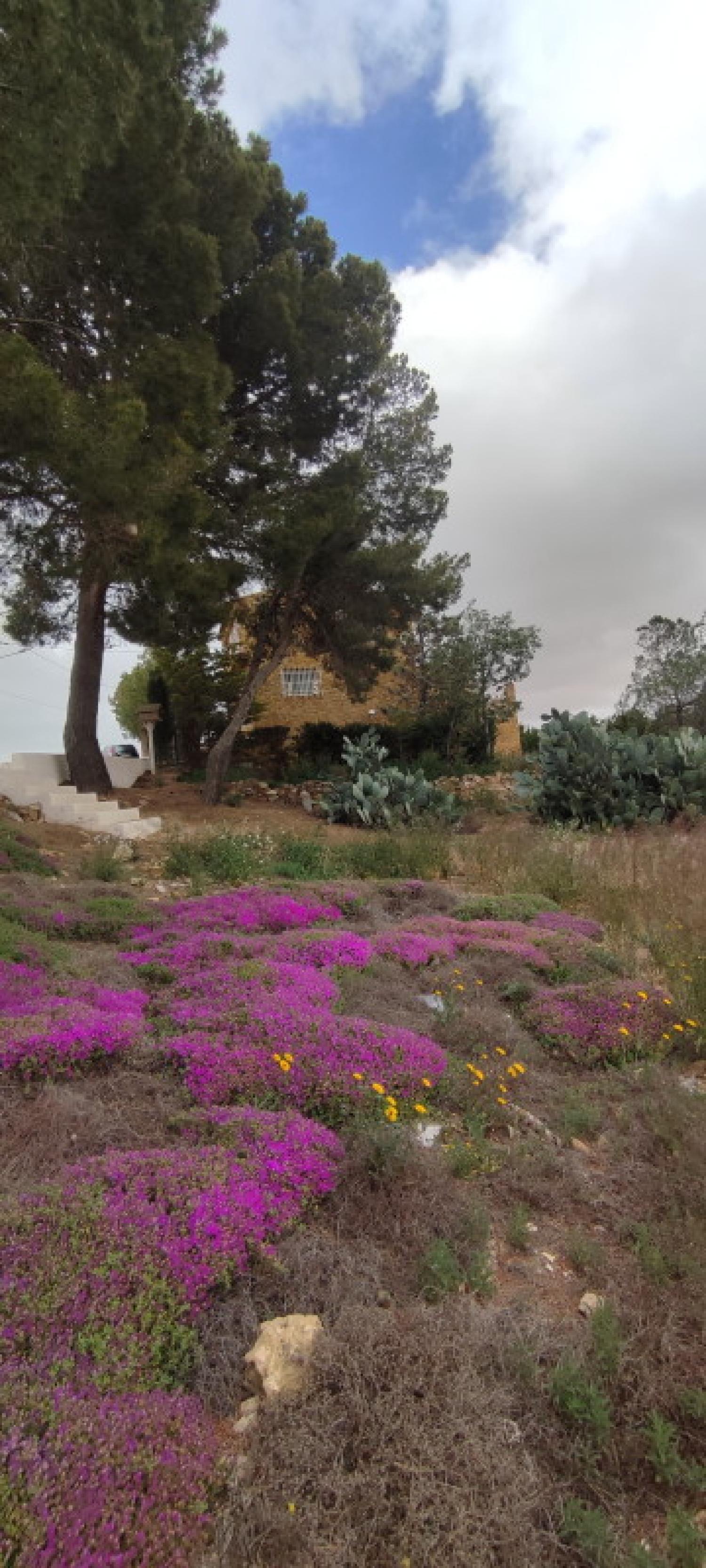  kaufen Haus La Higuera Monte Ibérico Almansa 4