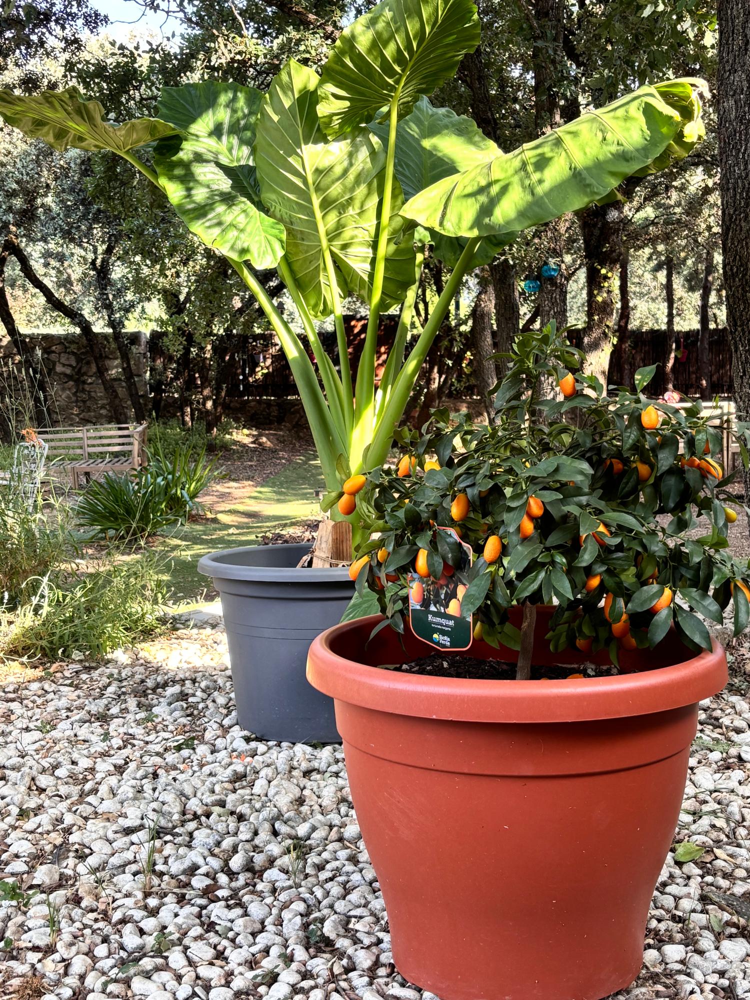  kaufen Villa Cotos De Monterrey Sierra Norte 38