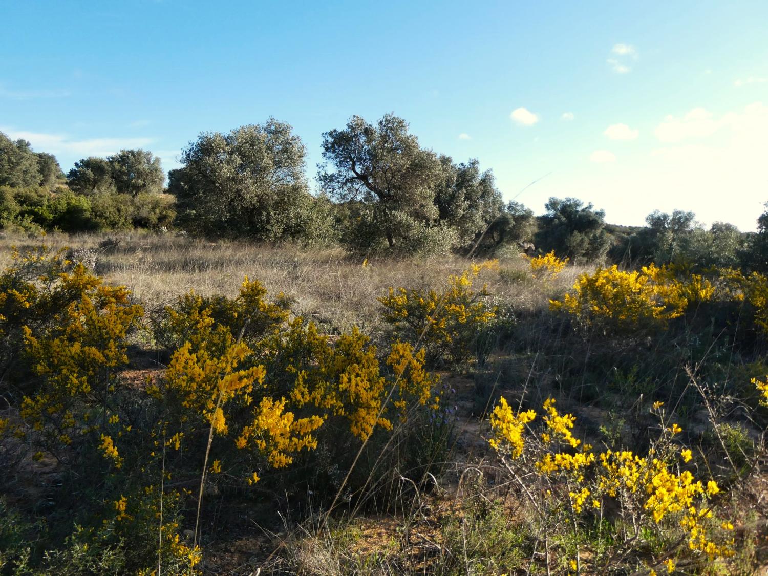  kaufen Landhaus Fabara Bajo Aragón-Caspe 17