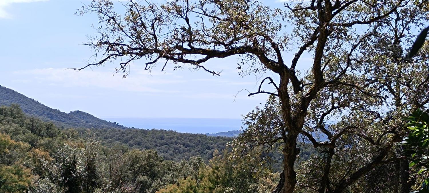  kaufen Grundstück Fontbona Gironès 2